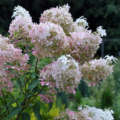 Rispenhortensie 'Phantom' im 5 l Topf Rispenhortensie 'Phantom' im 5 l Topf