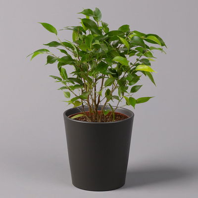 Birkenfeige 'Natasja' in Übertopf anthrazit, Topf 12cmØ, Höhe ca. 25cm, 2er-Set Birkenfeige 'Natasja' in Übertopf anthrazit, Topf 12cmØ, Höhe ca. 25cm, 2er-Set