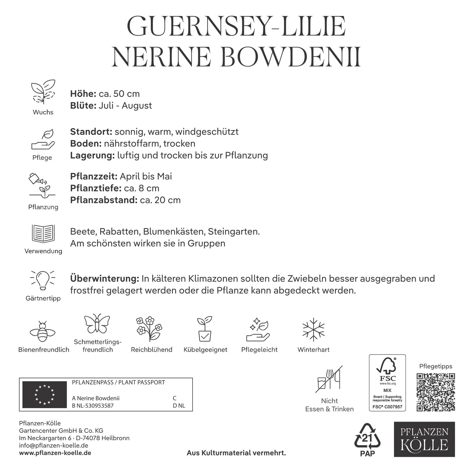 Kölles Beste Guernsey-Lilie 'Nerine bowdenii' rosa, 5 Blumenknollen