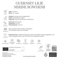 Kölles Beste Guernsey-Lilie 'Nerine bowdenii' rosa, 5 Blumenknollen