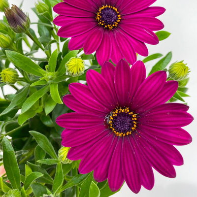 Kapkörbchen lila, Topf-Ø 12 cm, 6er-Set