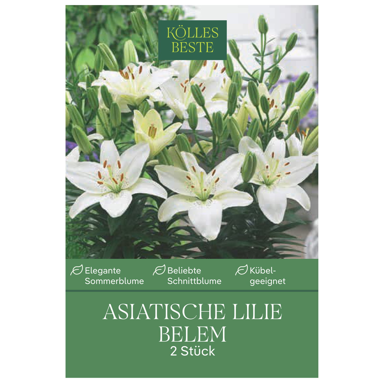 Kölles Beste Blumenknollen, Asiatische Pot-Lilie 'Belem' Kölles Beste Blumenknollen, Asiatische Pot-Lilie 'Belem'