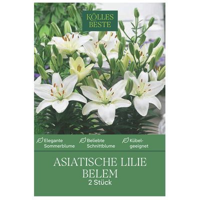 Kölles Beste Blumenknollen, Asiatische Pot-Lilie 'Belem' Kölles Beste Blumenknollen, Asiatische Pot-Lilie 'Belem'