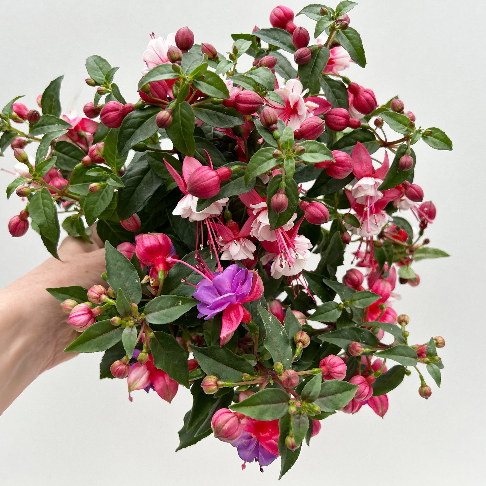 Fuchsien-Duo, bunt, Busch, Topf-Ø 14 cm, 4 Pflanzen