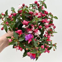 Fuchsien-Duo, bunt, Busch, Topf-Ø 14 cm, 4 Pflanzen