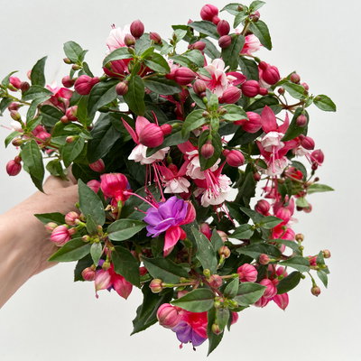 Fuchsien-Duo, bunt, Busch, Topf-Ø 14 cm, 4 Pflanzen