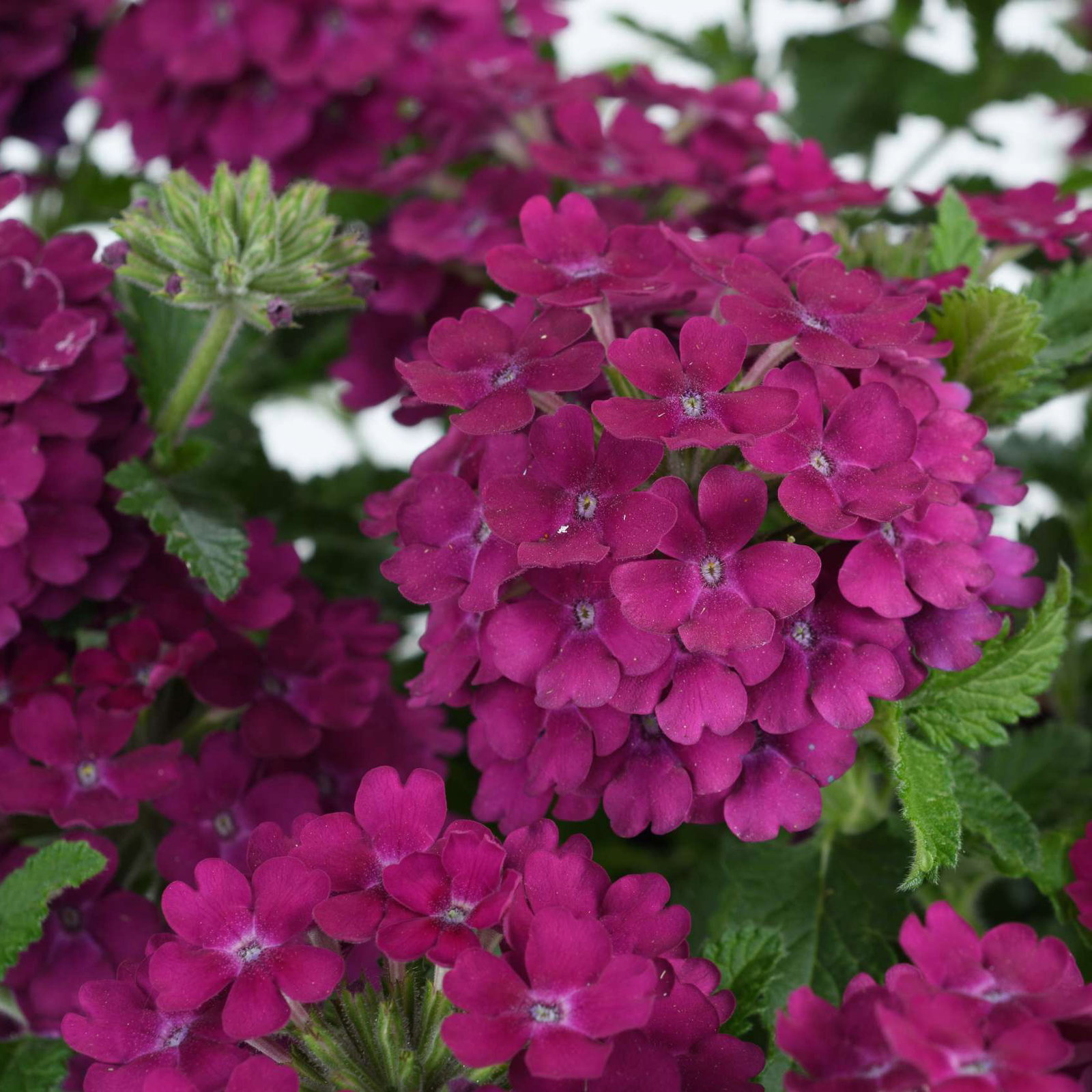 Eisenkraut, bordeaux, Topf-Ø 12 cm, 6 Pflanzen