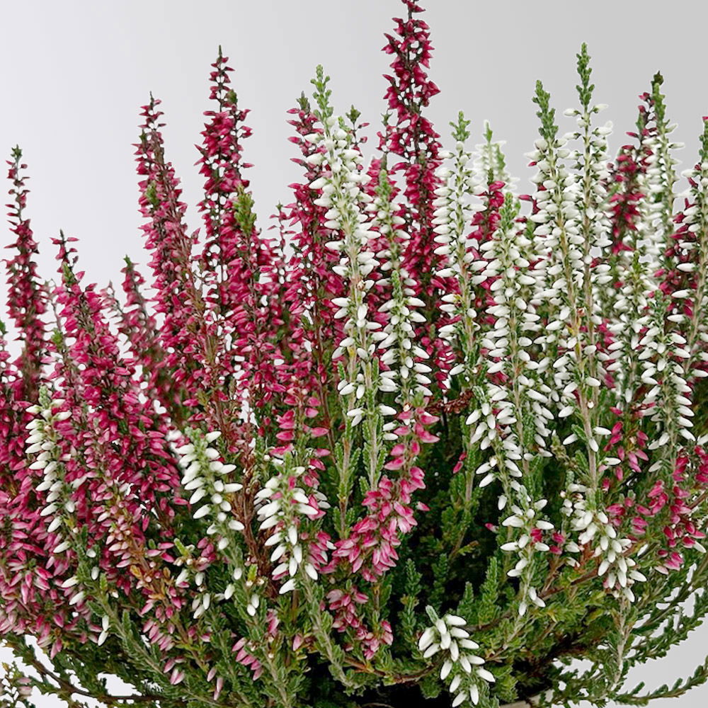 Calluna 'Twin', rot-weiß, Topf-Ø 10,5 cm, 6 Pflanzen