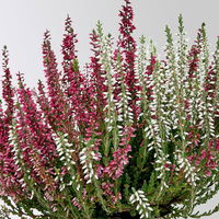 Calluna 'Twin', rot-weiß, Topf-Ø 10,5 cm, 6 Pflanzen