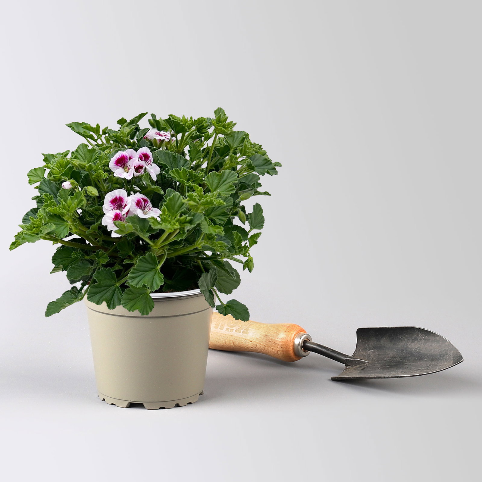 Geranie 'Angel® Lisa®', weiß-bordeaux, Topf-Ø 12cm, 6 Pflanzen