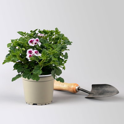 Geranie 'Angel® Lisa®', weiß-bordeaux, Topf-Ø 12cm, 6 Pflanzen