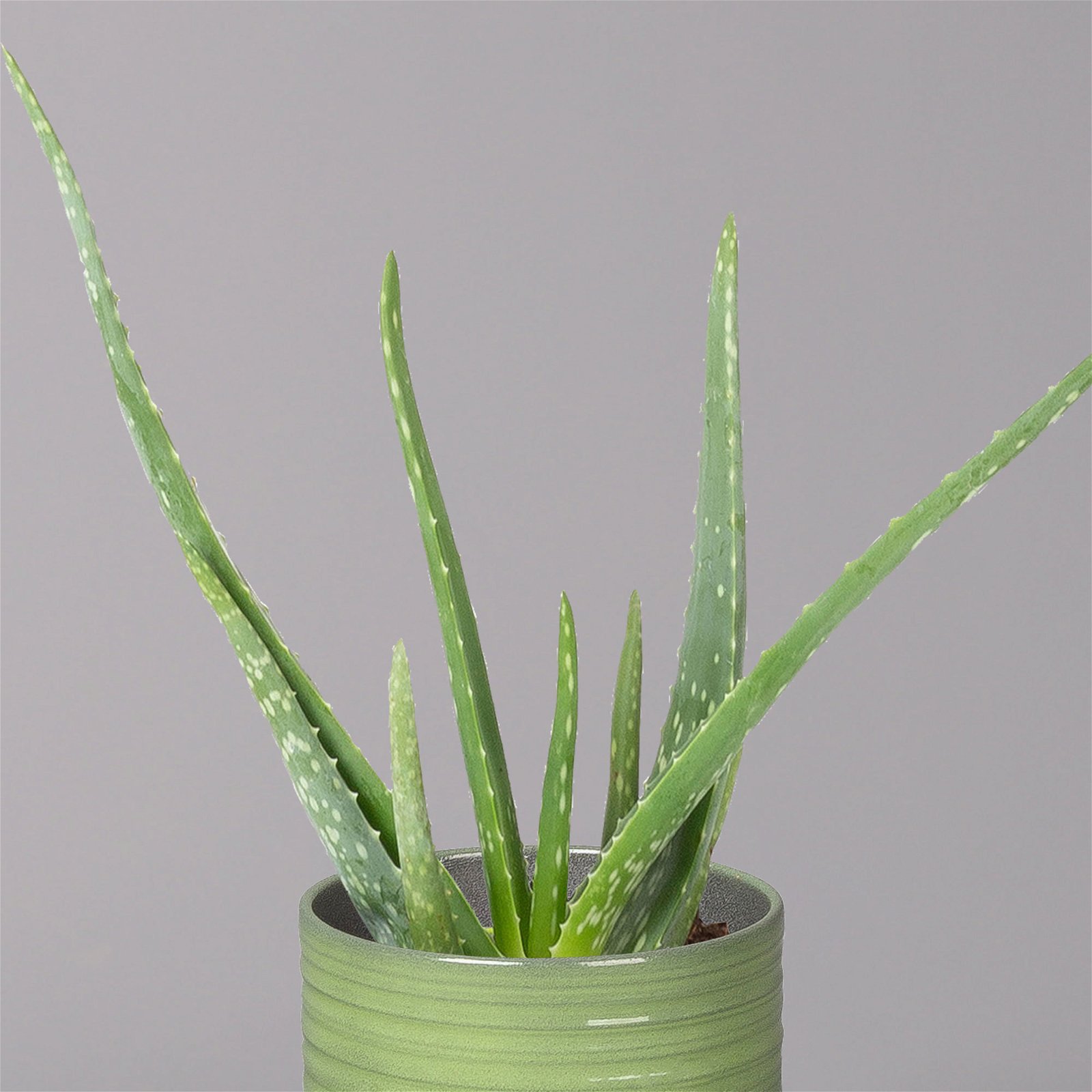 Aloe vera in Keramiktopf Bergamo grün, Topf-Ø 12 cm, Höhe ca. 35 cm