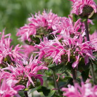 Indianernessel 'Melua Rose' violettrosa, Topf 3 Liter Indianernessel 'Melua Rose' violettrosa, Topf 3 Liter