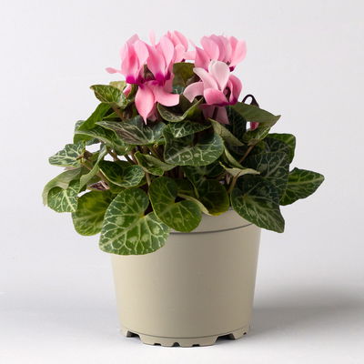 Alpenveilchen Mix, Farbe zufällig, Topf-Ø 10,5 cm, Höhe ca. 23 cm, 8 Pflanzen