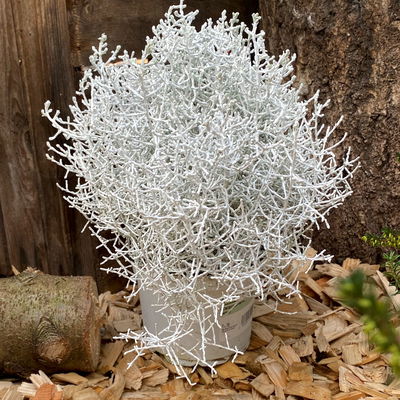 Calocephalus, weiß gefärbt, Topf-Ø 12 cm, 6 Pflanzen