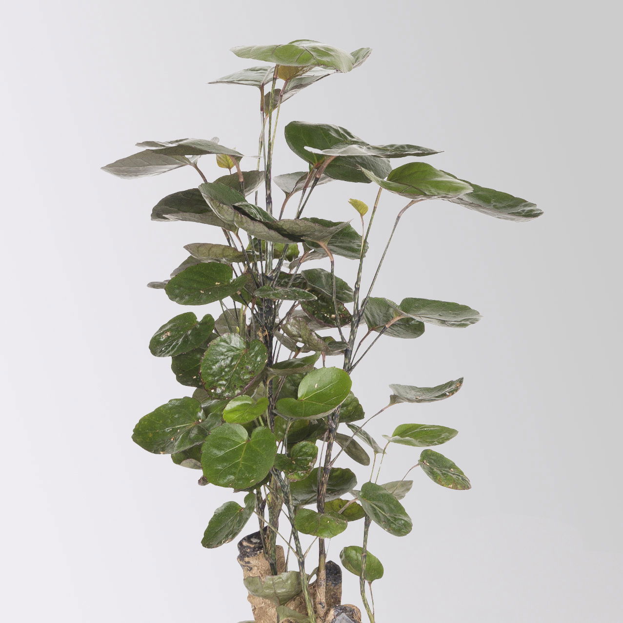 Polyscias 'Fabian', Topf-Ø 12 cm, Höhe ca. 50 cm, 2 Pflanzen