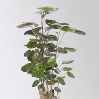 Polyscias 'Fabian', Topf-Ø 12 cm, Höhe ca. 50 cm, 2 Pflanzen