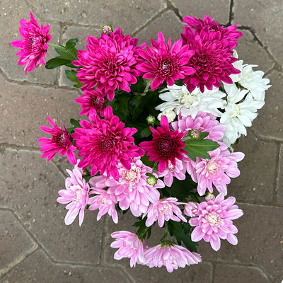 Chrysantheme Trio 'Sweet Melange', weiß-rosa-lila, Topf-Ø 12cm, 6 Pflanzen Chrysantheme Trio 'Sweet Melange', weiß-rosa-lila, Topf-Ø 12cm, 6 Pflanzen