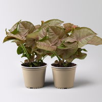 Syngonium 'Red Heart', Topf-Ø 12cm, 2 Pflanzen