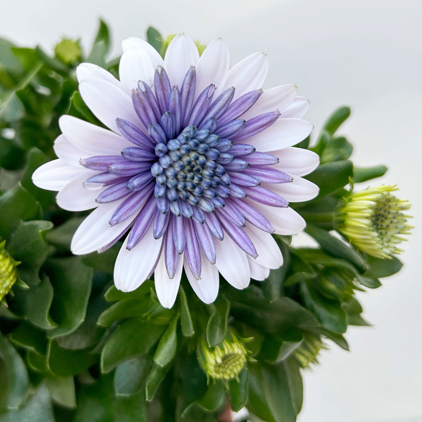 Osteospermum 'Steel Blue' hellblau-blau, gefüllt, Topf-Ø 12 cm, 6 Pflanzen