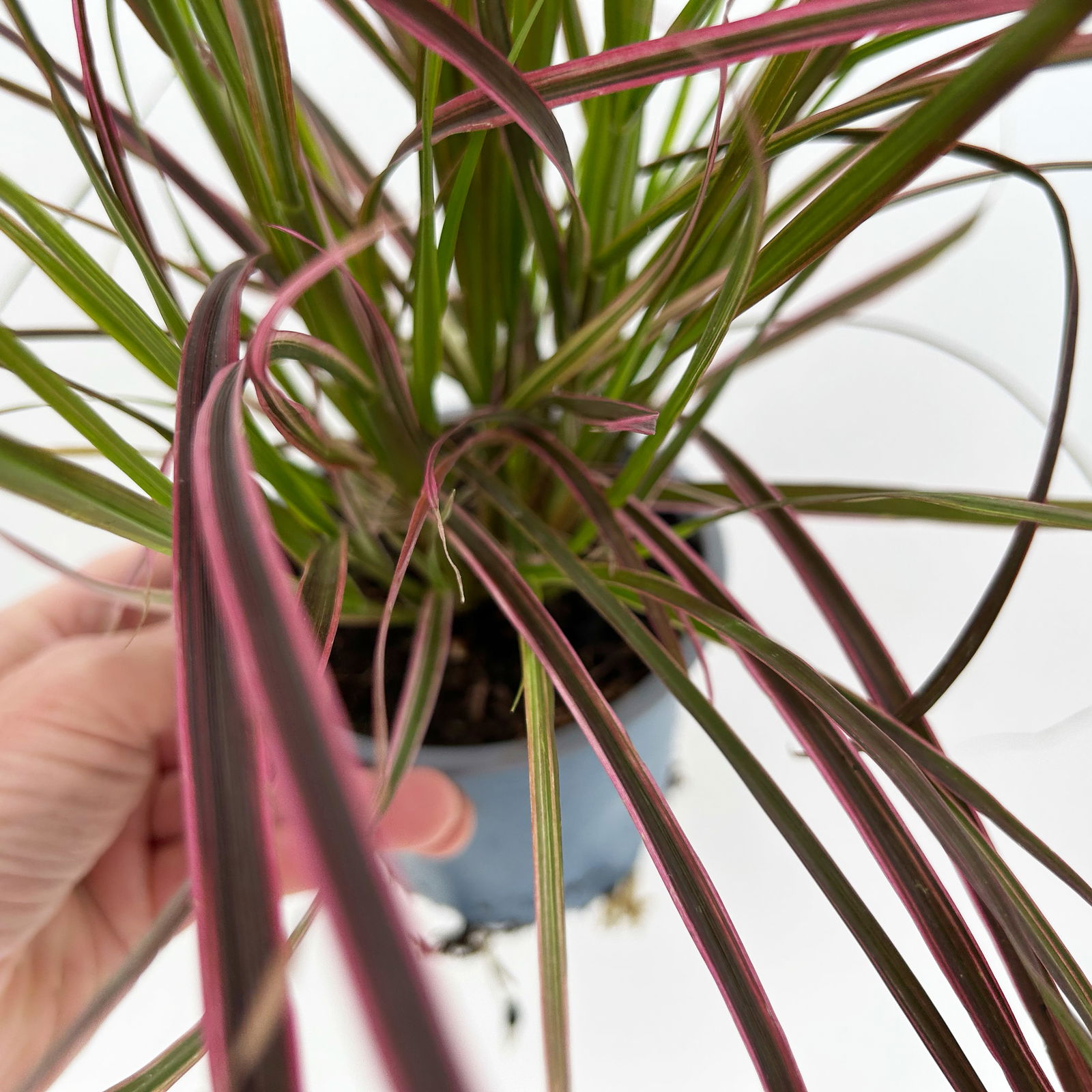Lampenputzergras 'Fireworks', bunt, Topf-Ø 12 cm, 3 Pflanzen
