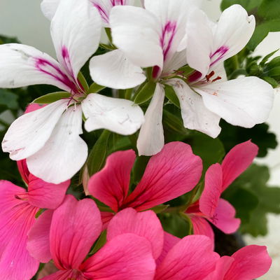 Geranie 'Villetta® Duo', neon rosa-weiß, hängend, Topf-Ø 14 cm, 4 Pflanzen Geranie 'Villetta® Duo', neon rosa-weiß, hängend, Topf-Ø 14 cm, 4 Pflanzen