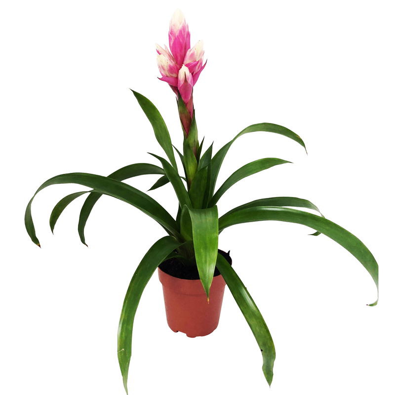 Guzmania 'Candy' rosa-weiß, Topf-Ø 13 cm online kaufen | Pflanzen-Kölle