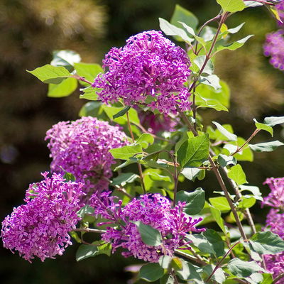 Zwerg-Duftflieder 'Bloomerang'® 'Dark Purple'(S), Syringa, dunkellila, im 19 cm Topf Zwerg-Duftflieder 'Bloomerang'® 'Dark Purple'(S), Syringa, dunkellila, im 19 cm Topf