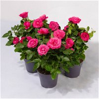 Rose Patio, pink, Topf-Ø 13 cm, 3er-Set