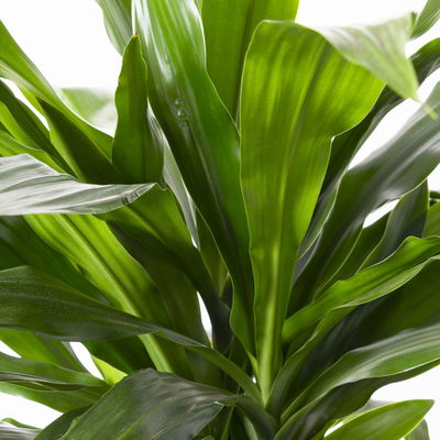 Duftender Drachenbaum 'Janet Craig', Topf-Ø 24 cm, , Höhe ca. 150 cm