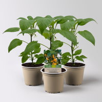 Bio Snackpaprika 'Snackor Yellow', Topf-Ø 12 cm, 3 Pflanzen Bio Snackpaprika 'Snackor Yellow', Topf-Ø 12 cm, 3 Pflanzen