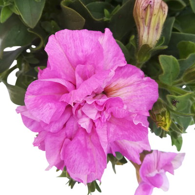 Petunie rosa, gefüllt, hängend, Topf-Ø 13 cm, 6 Pflanzen