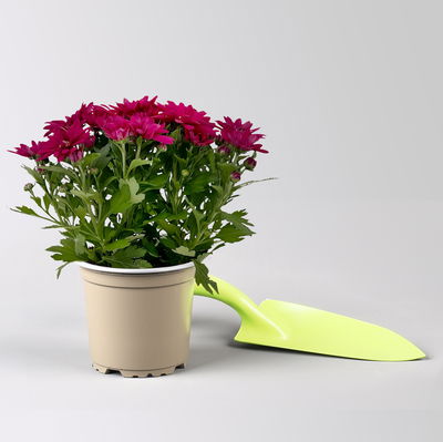 Chrysanthemen 'Swifty', lila, Topf-Ø 10,5 cm, 6 Pflanzen Chrysanthemen 'Swifty', lila, Topf-Ø 10,5 cm, 6 Pflanzen