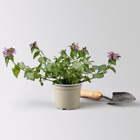 Gefleckte Silber-Taubnessel 'Pink Chablis' Topf-Ø 13 cm, 6 Pflanzen