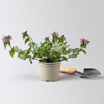 Gefleckte Silber-Taubnessel 'Pink Chablis' Topf-Ø 13 cm, 6 Pflanzen