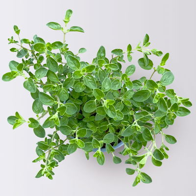 Bio Kräuter-Set 'Pizza & Pasta', 5 Pflanzen, Topf-Ø 12cm Bio Kräuter-Set 'Pizza & Pasta', 5 Pflanzen, Topf-Ø 12cm