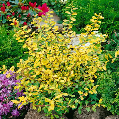 Berg-Ilex 'Golden Gem', gelblaubig, Höhe 15-20 cm, Topf 2 Liter, 10er-Set Berg-Ilex 'Golden Gem', gelblaubig, Höhe 15-20 cm, Topf 2 Liter, 10er-Set