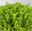 Hebe Mini 'Green Globe®', Topf-Ø 7 cm, 12 Pflanzen
