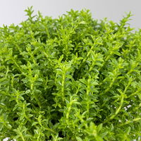 Hebe Mini 'Green Globe®', Topf-Ø 7 cm, 12 Pflanzen