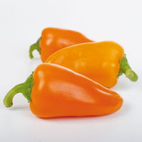 Snack-Paprika 'Midinor Red', 'Snackor Yellow', 'Snackor Orange' inkl. Greenbar®