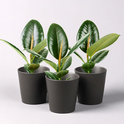 Gummibaum 'Robusta' in Topf anthrazit, Topf-Ø 12 cm, Höhe ca. 40-45cm, 3er-Set
