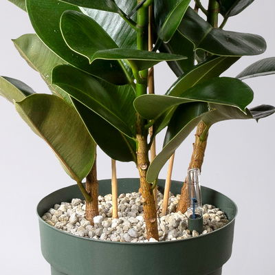 Gummibaum 'Makana', Topf-Ø 30 cm, Höhe ca. 110 cm, inkl. Bewässerungssystem Gummibaum 'Makana', Topf-Ø 30 cm, Höhe ca. 110 cm, inkl. Bewässerungssystem