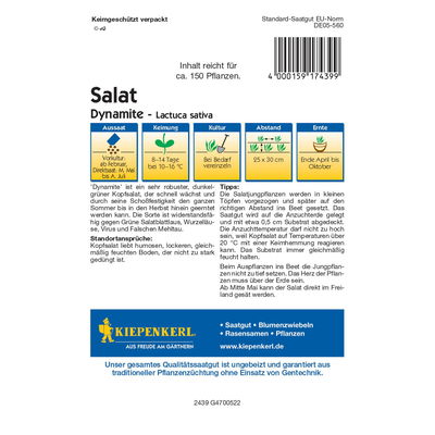 Saatgut Kopfsalat 'Dynamite' Saatgut Kopfsalat 'Dynamite'