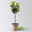 Kölle Bio Zwergbirne 'Garden Surprise'®, Topf 7,5 Liter