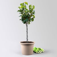 Kölle Bio Zwergbirne 'Garden Surprise'®, Topf 7,5 Liter