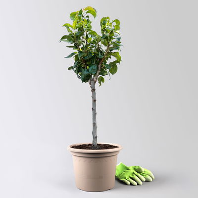 Kölle Bio Zwergbirne 'Garden Surprise'®, Topf 7,5 Liter Kölle Bio Zwergbirne 'Garden Surprise'®, Topf 7,5 Liter