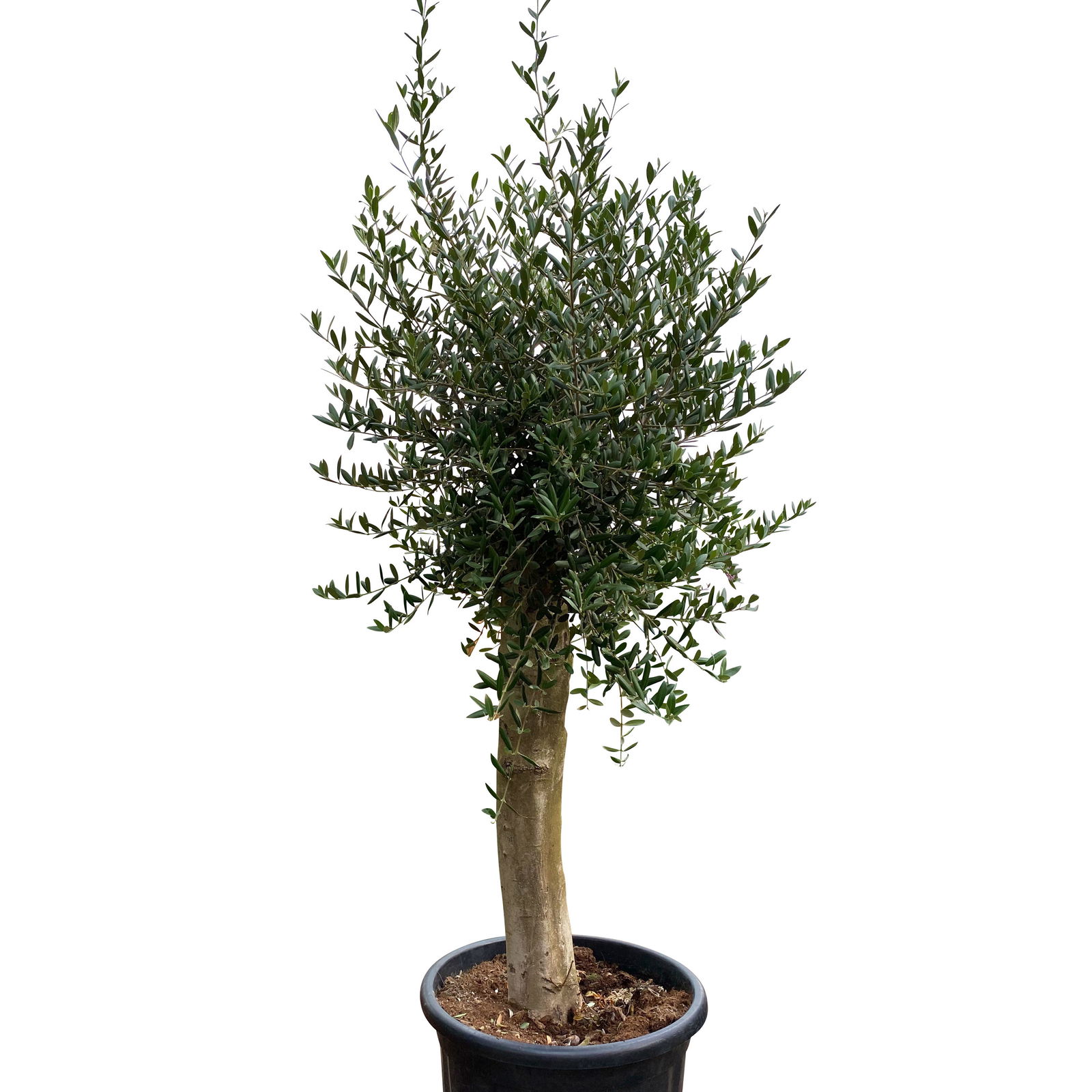 Olivenbaum 'Florida', Stamm, Topf-Ø ca. 33 cm, Höhe ca. 150 cm