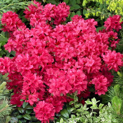 Japanische Azaleen, 3er-Set, Topf je 5 Liter