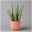 Aloe vera in Übertopf Vibes rosa, Topf-Ø 12 cm, Höhe ca. 35 cm, 2er-Set