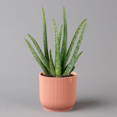 Aloe vera in Übertopf Vibes rosa, Topf-Ø 12 cm, Höhe ca. 35 cm, 2er-Set